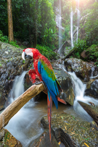 Colourful parrot is standing on a branch against tropical waterfall background