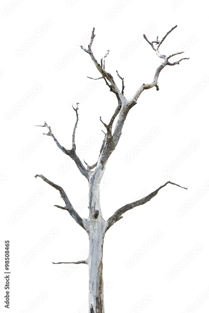 Single old and dead tree isolated on white background Single old and dead tree isolated on white background