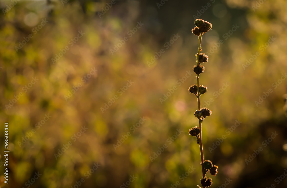 Field of wildflowers at sunset. Nature background. Field of wildflowers at sunset. Nature background.