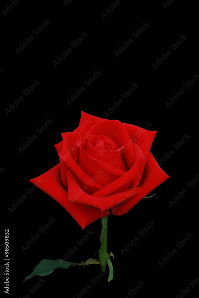 Red rose flower side view isolated on black screen. Stock Photo Adobe Stock