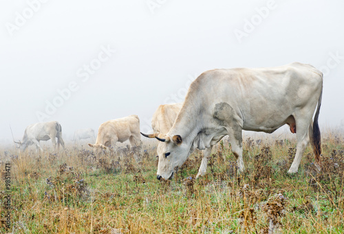Vacche al pascolo