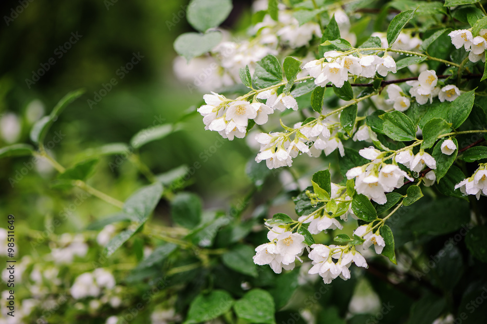 Philadelphus coronarius flowers close up with water drops in summer Philadelphus coronarius flowers close up with water drops in summer