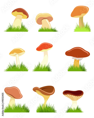 Nine mushrooms set