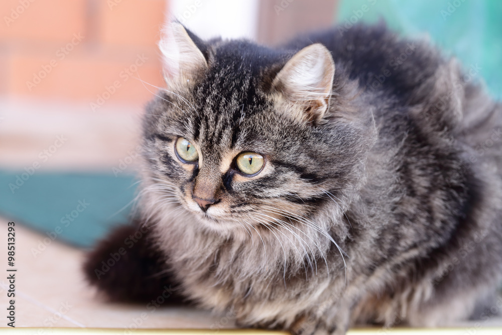 Naklejka premium Portrait of kitten gray color