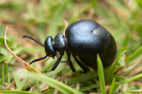 Short-necked oil beetle, Meloe brevicollis  photo