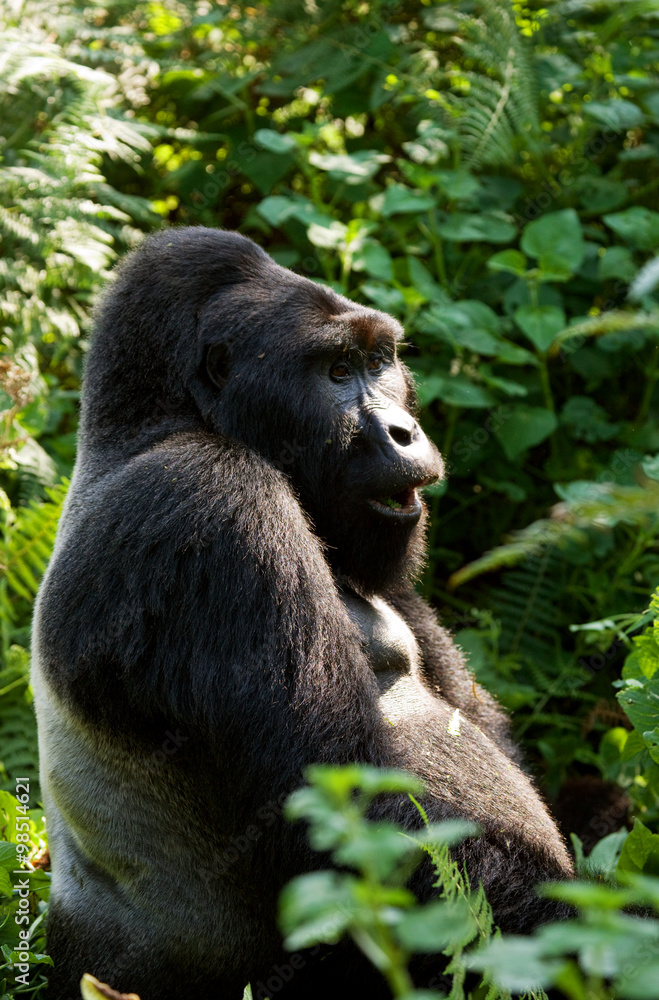 Dominant male mountain gorilla in rainforest. Uganda. Bwindi Impenetrable Forest National Park. An excellent illustration. Dominant male mountain gorilla in rainforest. Uganda. Bwindi Impenetrable Forest National Park. An excellent illustration.