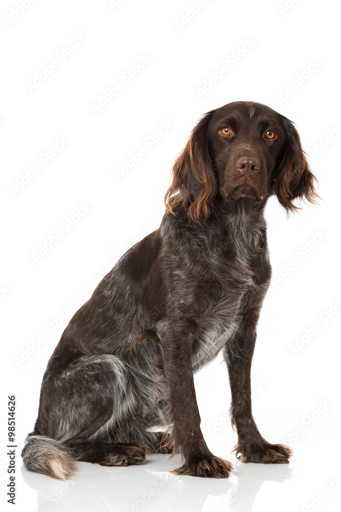 Kleiner Münsterländer