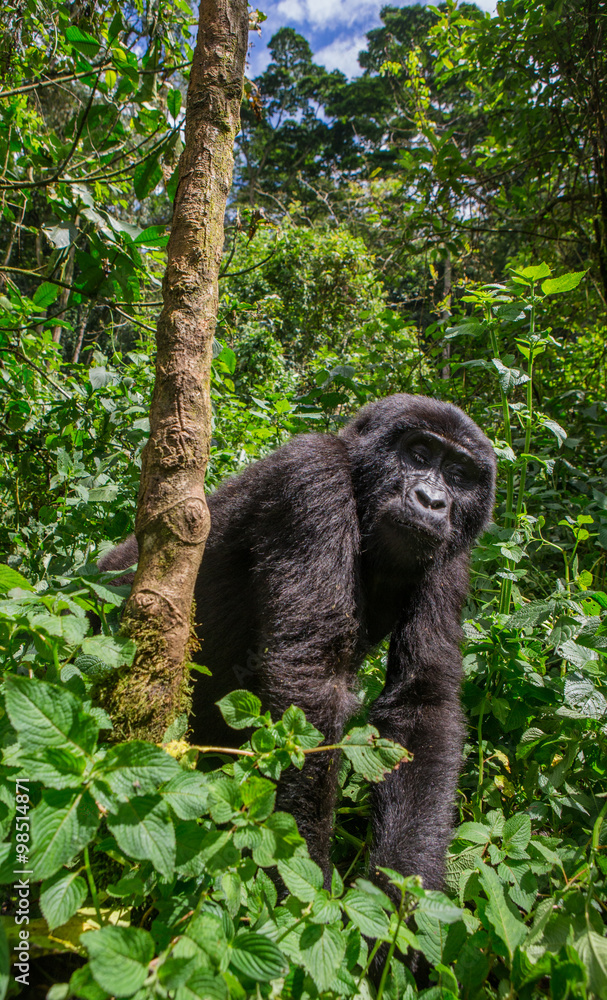Obraz premium Mountain gorillas in the rainforest. Uganda. Bwindi Impenetrable Forest National Park. An excellent illustration.