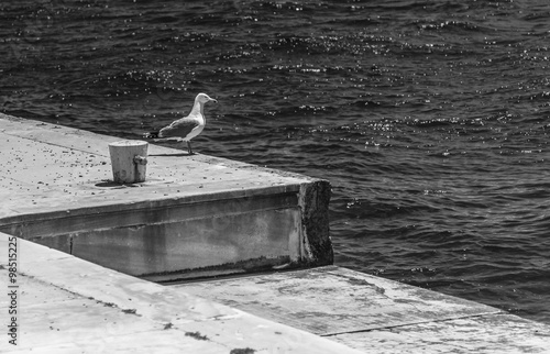 White bird on the beach of Bosphorus sea in Istanbul  photo