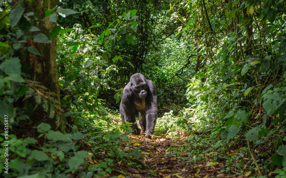 Naklejka premium Dominujący samiec goryla górskiego w lesie deszczowym. Uganda. Park Narodowy Bwindi Impenetrable Forest. Doskonała ilustracja.
