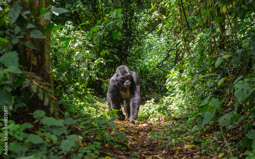 Dominant male mountain gorilla in rainforest. Uganda. Bwindi Impenetrable Forest National Park. 