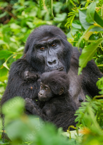 A female mountain gorilla with a baby. Uganda. Bwindi Impenetrable Forest National Park. An excellent illustration. © gudkovandrey