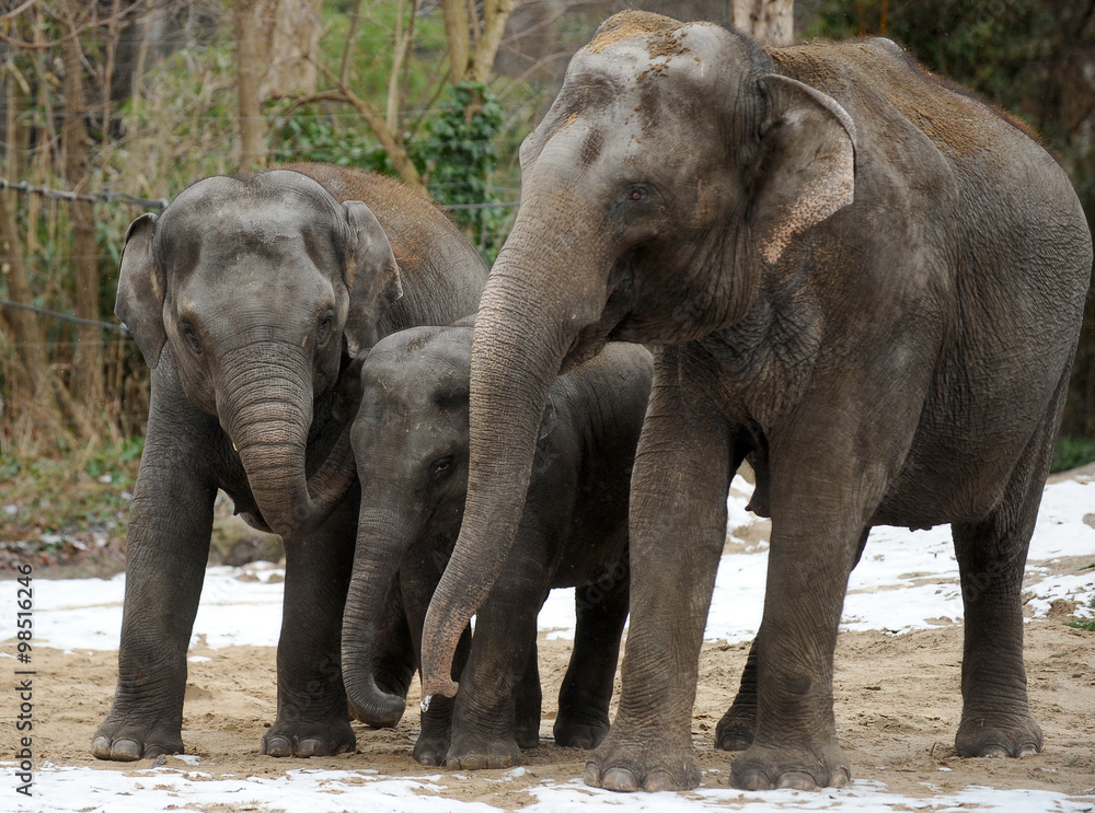 Fototapeta premium The three members of an elephant family