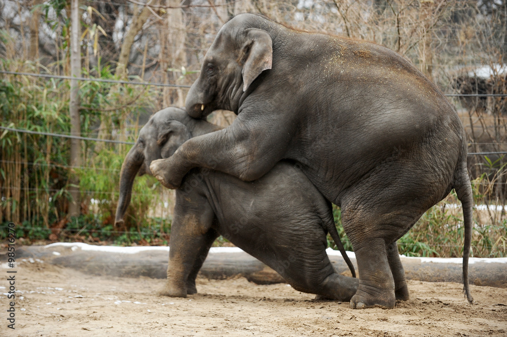 Fototapeta premium The three members of an elephant family