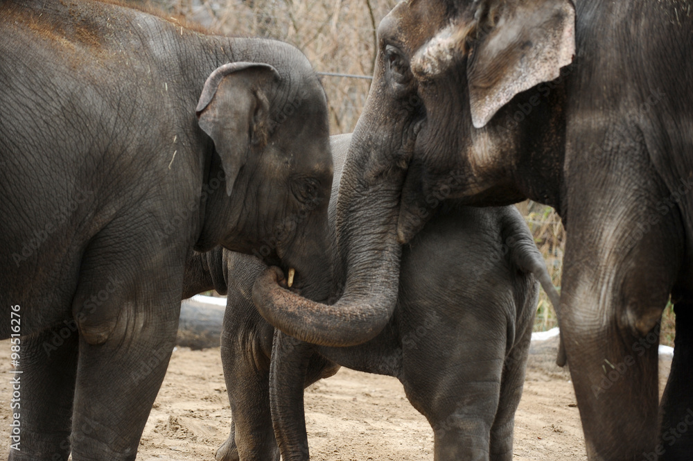 The three members of an elephant family