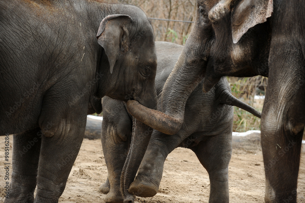 Fototapeta premium The three members of an elephant family
