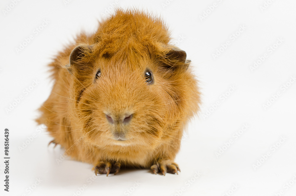 Fototapeta premium Meerschweinchen-Portrait roter Kurzhaarperuaner (jung)