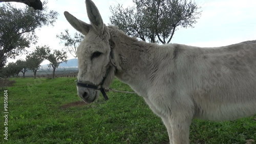 A white donkey in the field.