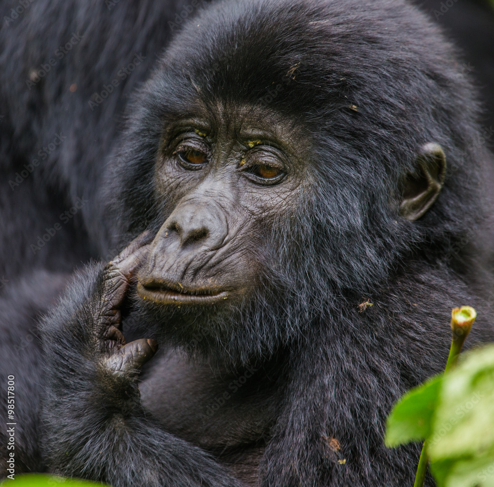 Portrait of a mountain gorilla. Uganda. Bwindi Impenetrable Forest National Park. An excellent illustration. Portrait of a mountain gorilla. Uganda. Bwindi Impenetrable Forest National Park. An excellent illustration.