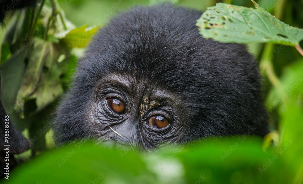Naklejka premium Portrait of a mountain gorilla. Uganda. Bwindi Impenetrable Forest National Park. An excellent illustration.