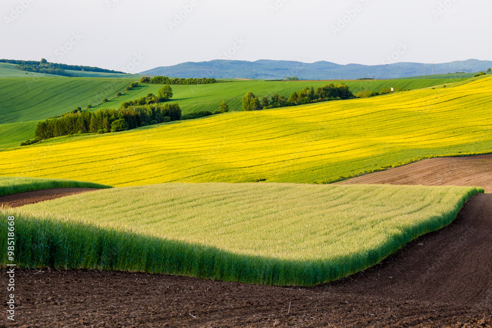 Rapeseed fields