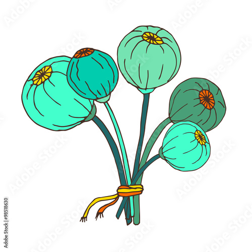 Poppy flower heads, seeds. Hand drawn vector illustration 