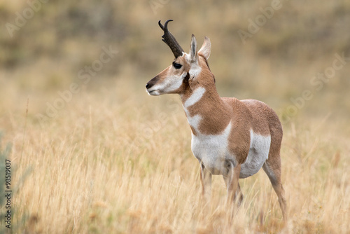 Pronghorn Sheep
