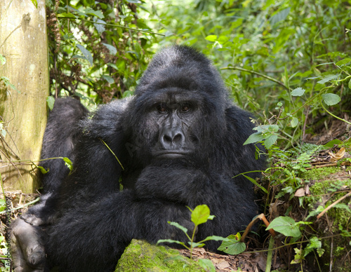 Portrait of a mountain gorilla. Uganda. Bwindi Impenetrable Forest National Park. An excellent illustration. © gudkovandrey