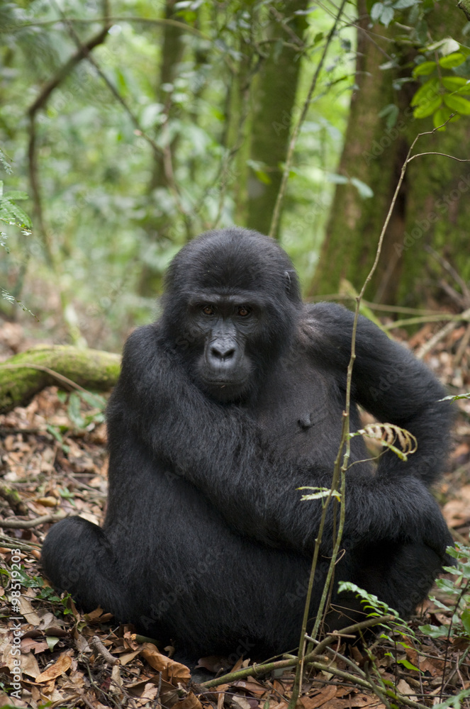 Mountain gorillas in the rainforest. Uganda. Bwindi Impenetrable Forest National Park. An excellent illustration. Mountain gorillas in the rainforest. Uganda. Bwindi Impenetrable Forest National Park. An excellent illustration.