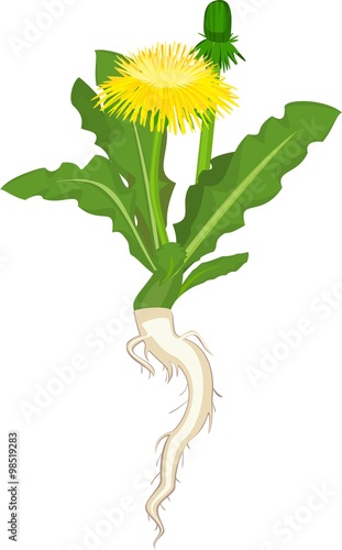 Fototapeta Naklejka Na Ścianę i Meble -  Dandelion flowers on white background 