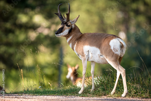 Pronghorn Sheep