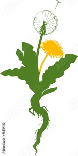 silhouette of dandelion