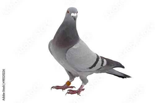 Grey sport pigeon isolated on white photo