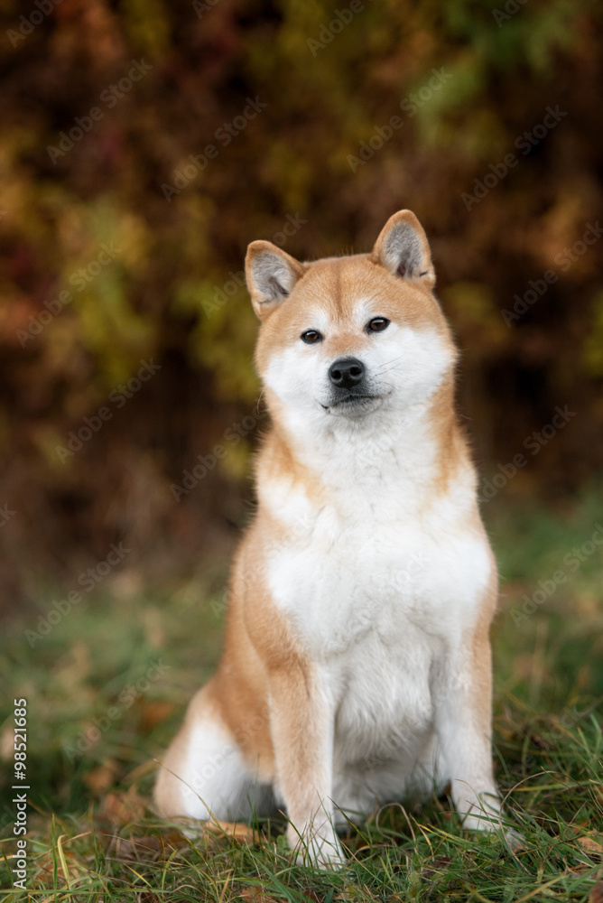 Dog breed red Japanese Shiba walking in park