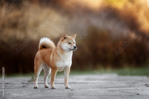 Dog breed red Japanese Shiba walking in park © brusnikaphoto
