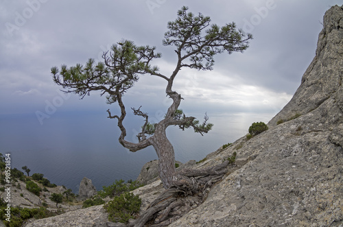 Pine on a rock against the gray sky. Crimea.