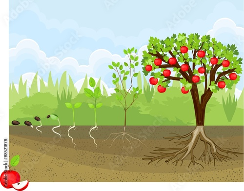 life cycle of apple tree