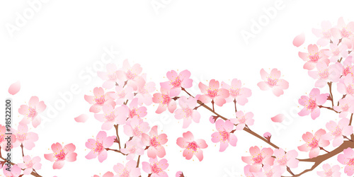 桜 春 花 背景