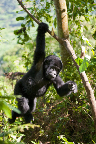 A baby mountain gorilla in a tree. Uganda. Bwindi Impenetrable Forest National Park. An excellent illustration.