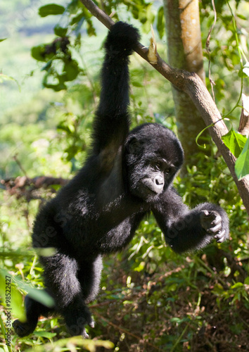 A baby mountain gorilla in a tree. Uganda. Bwindi Impenetrable Forest National Park. An excellent illustration. © gudkovandrey