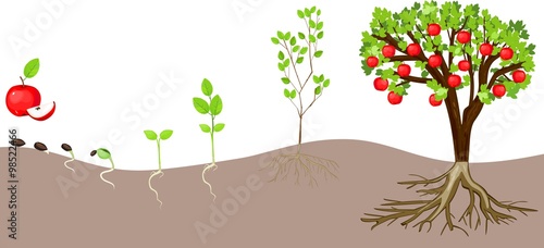 life cycle of apple tree