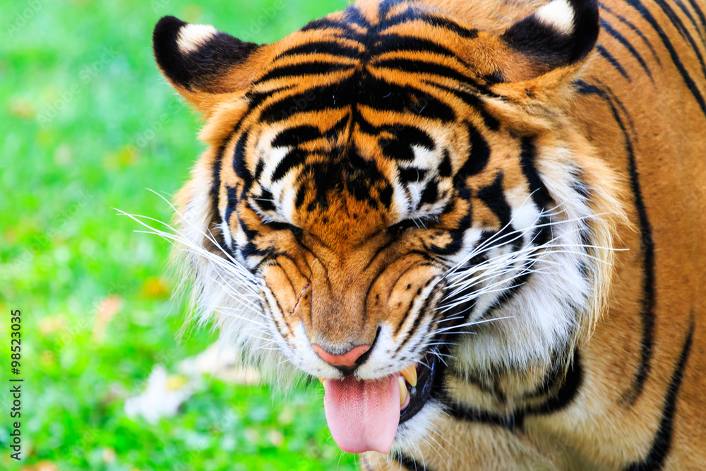 Fototapeta premium Close up of a female Sumatran tiger with a disgusted facial expression
