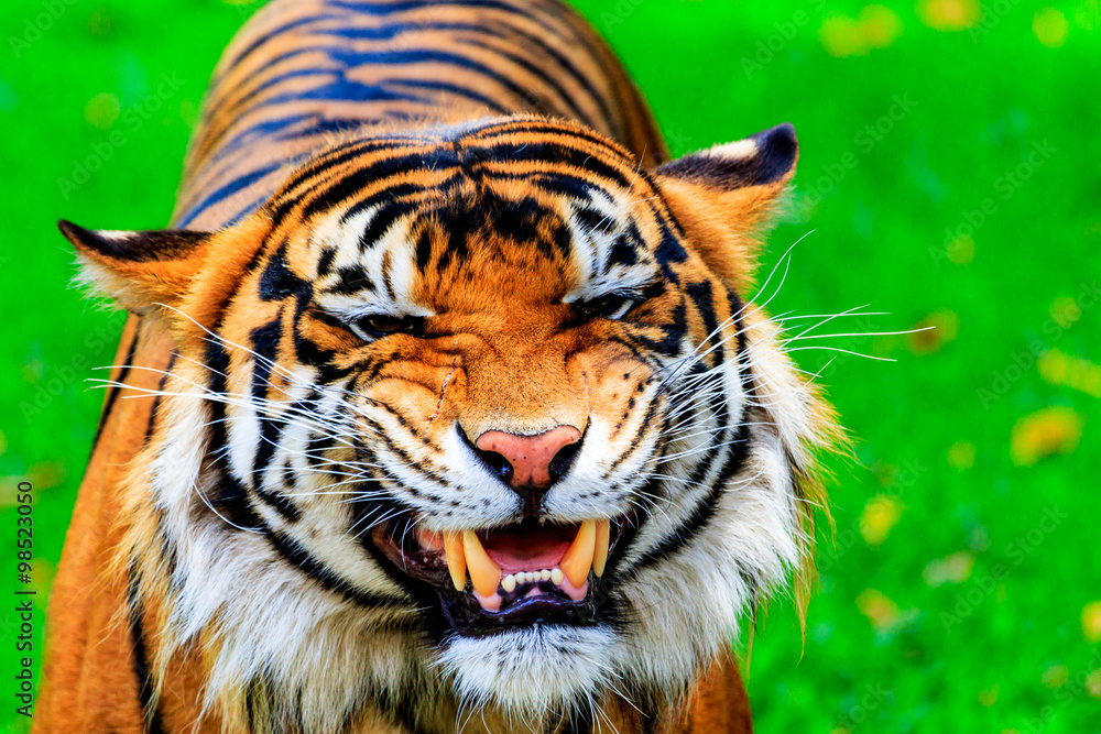Obraz premium Close up of a female Sumatran tiger with a teeth baring grin