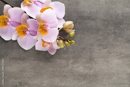 Fototapeta Naklejka Na Ścianę i Meble -  Beautiful pink orchid on a gray background.