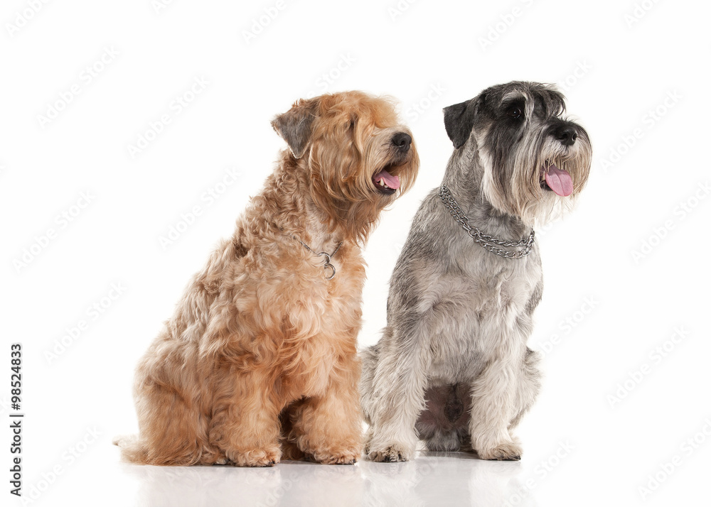 are schnauzers a type of terrier