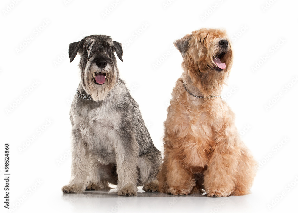 Dog. Miniature schnauzer  and irish soft coated wheaten terrier