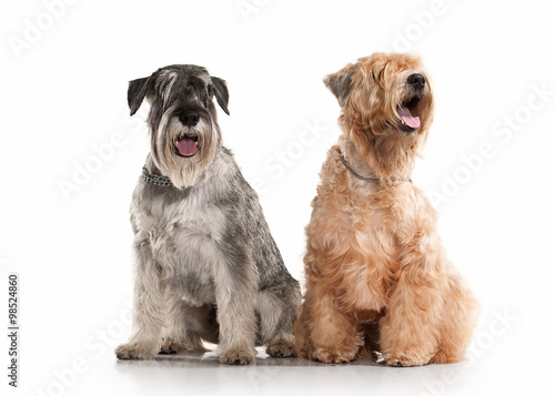 Canvas-taulu Dog. Miniature schnauzer  and irish soft coated wheaten terrier