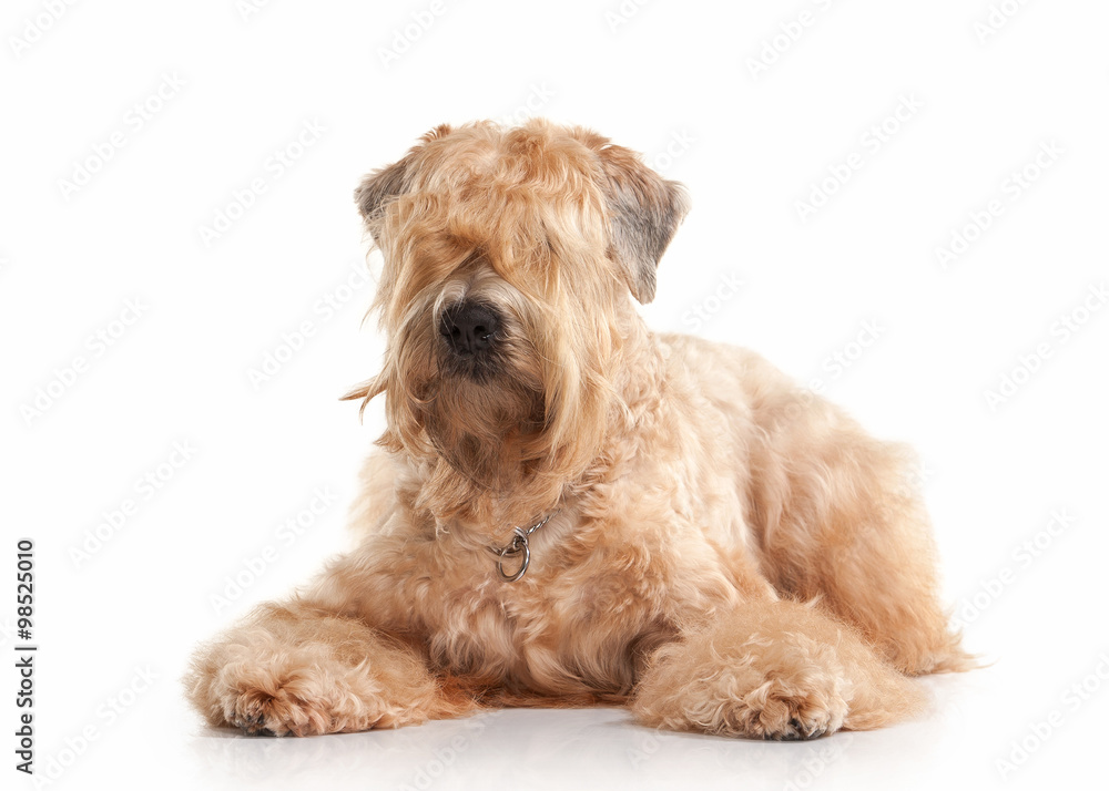 Dog. Irish soft coated wheaten terrier Dog. Irish soft coated wheaten terrier