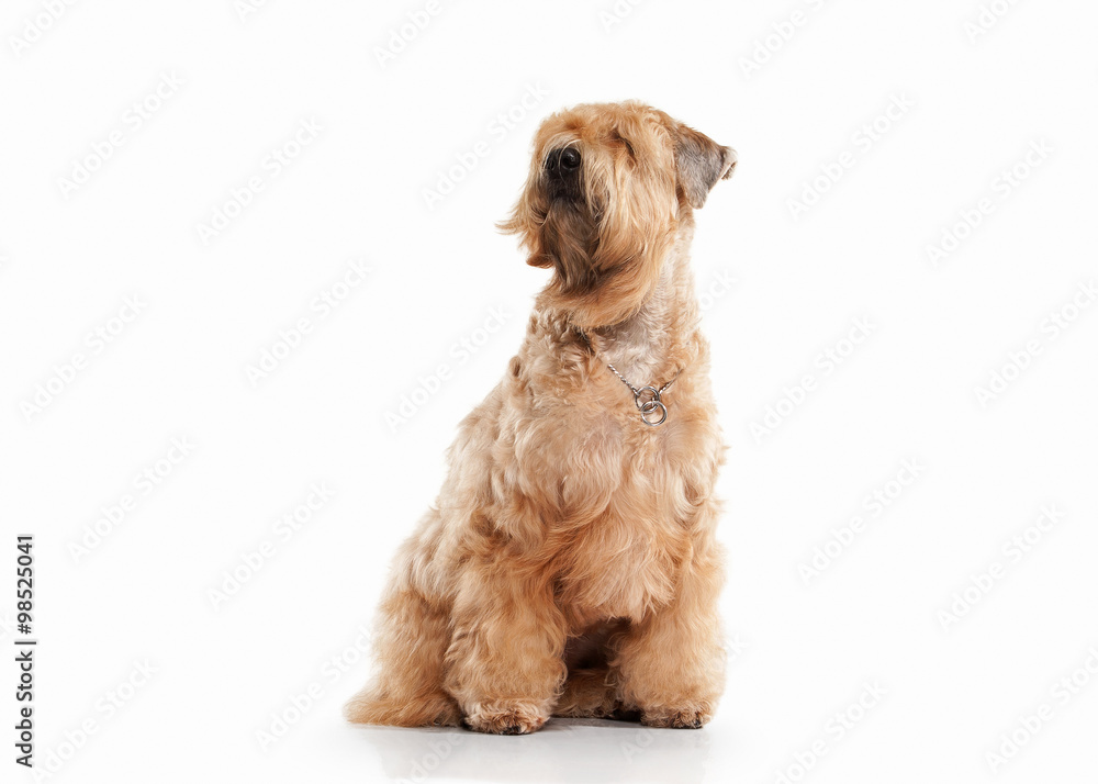 Dog. Irish soft coated wheaten terrier Dog. Irish soft coated wheaten terrier
