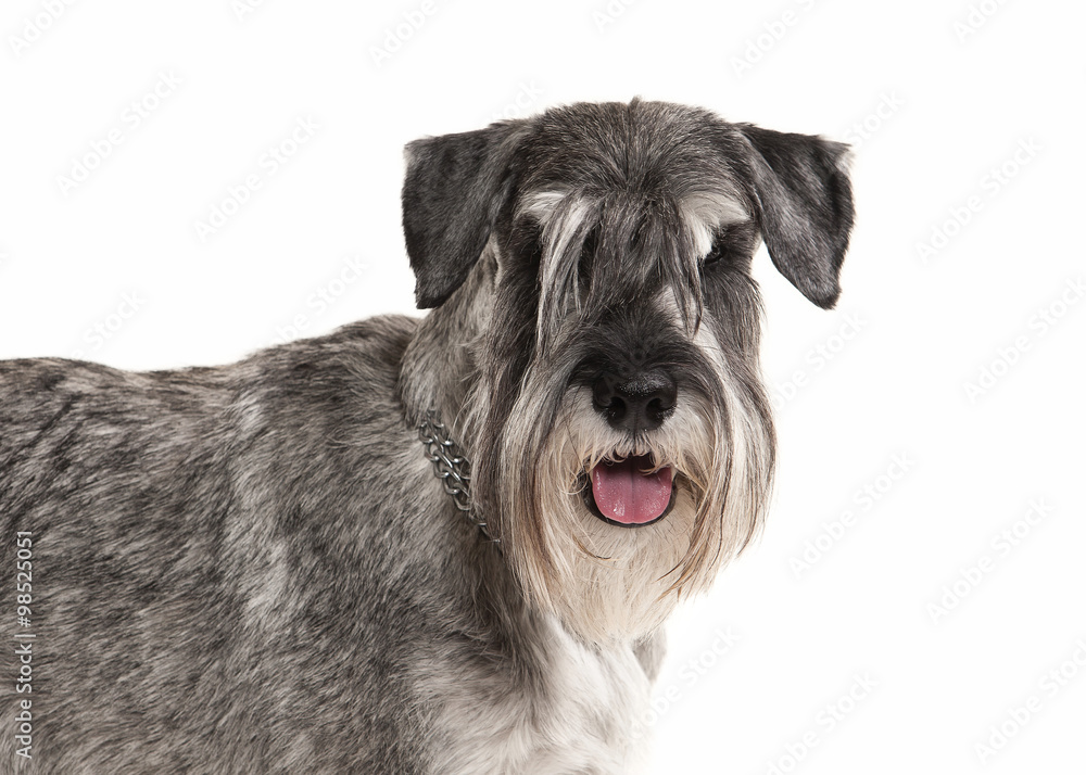 Dog. Miniature schnauzer on white background